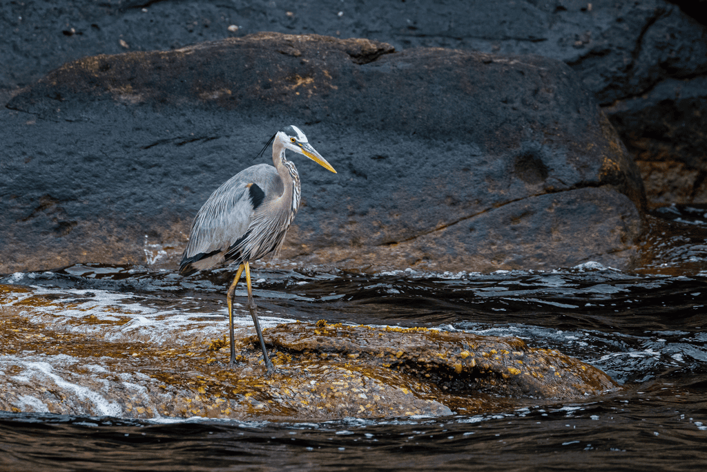 Bird Island Cape Breton