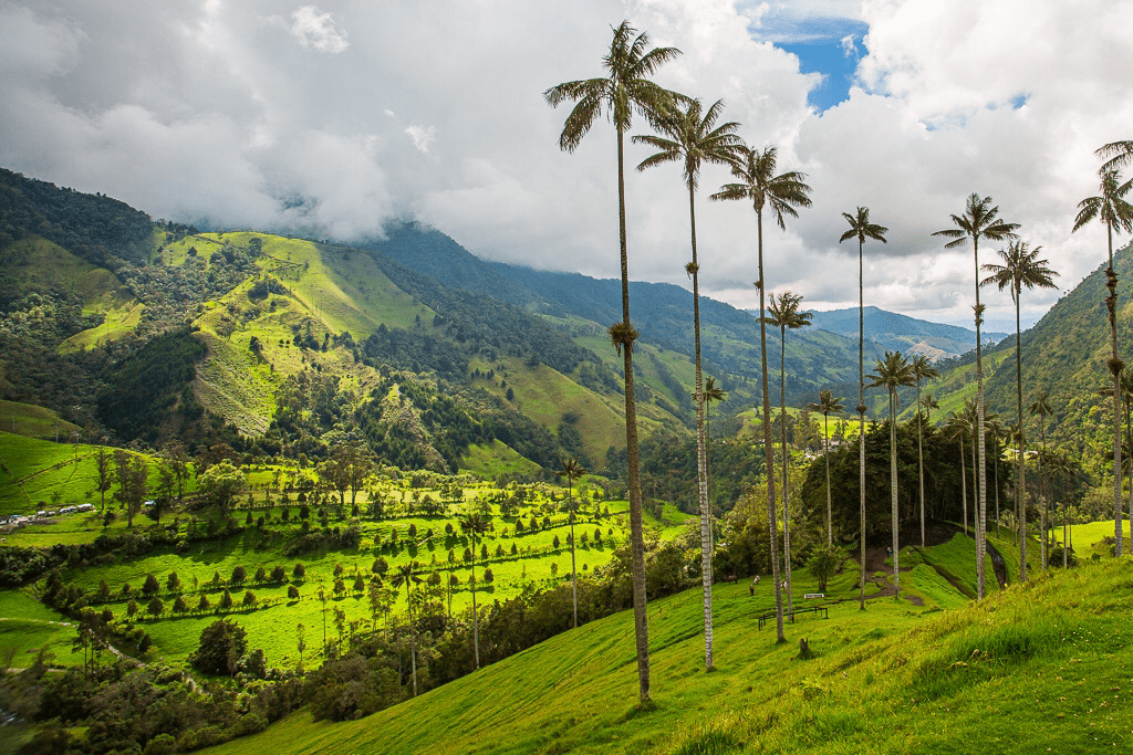 Cocora Valley