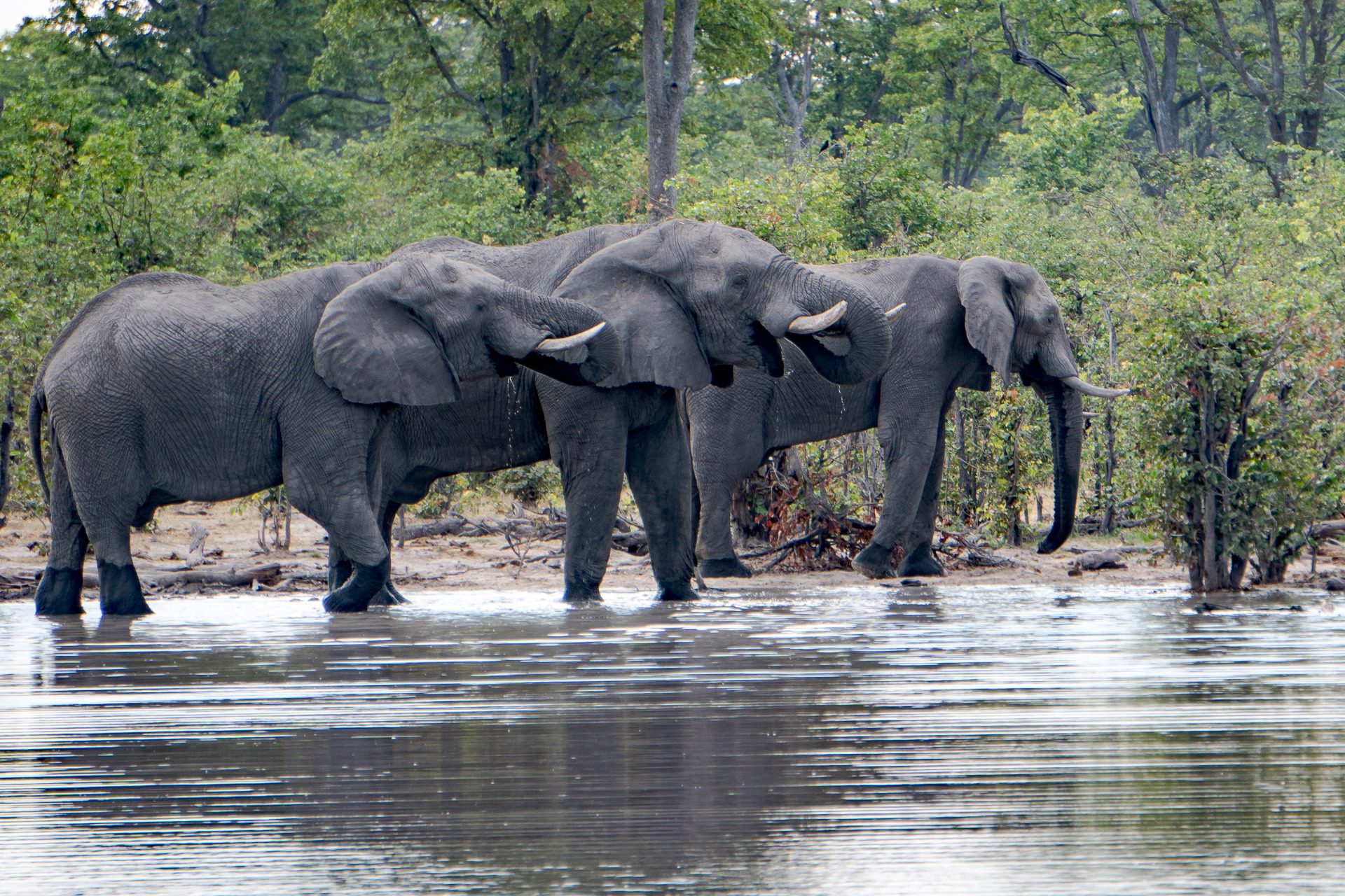 Elephants Hyena Pan