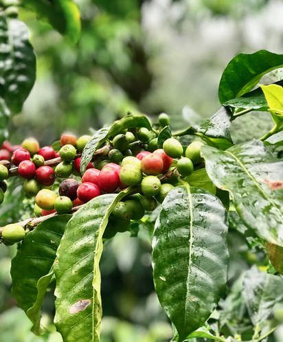 Geisha coffee plant at Finca Lerida