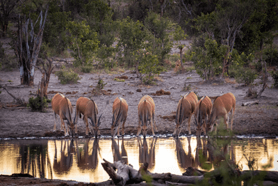 Giraffes, Sable Alley