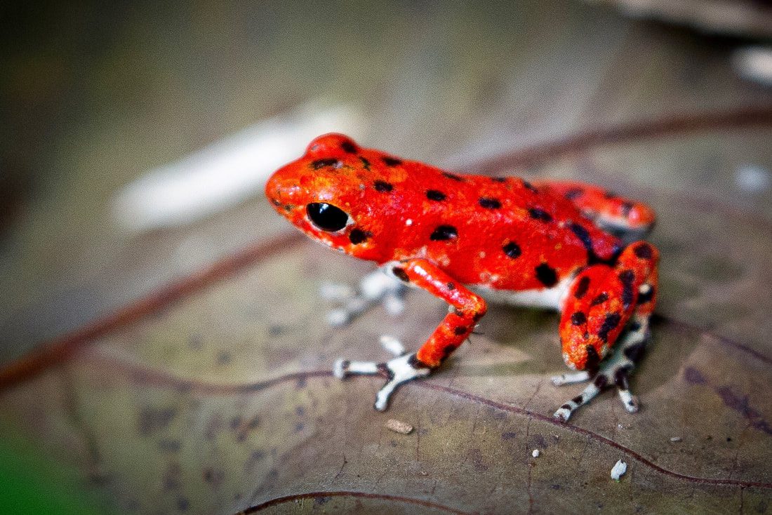 Posinous red frog