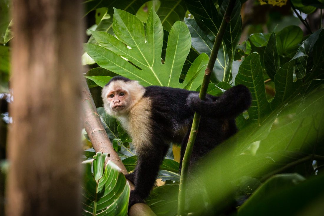 Tamarin Monkey Isla Bastimentos