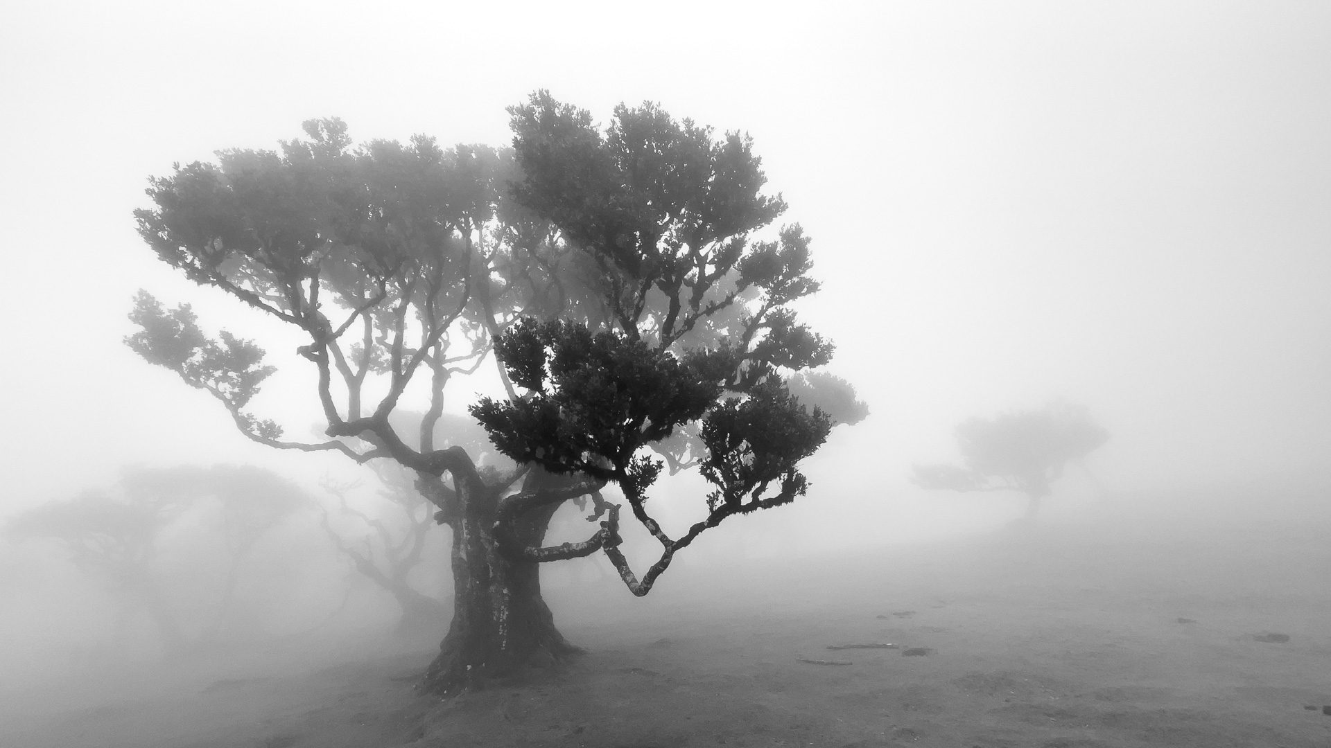 Fanal Forest